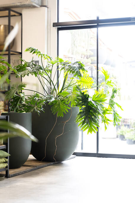 Jumbo Lex S, Pine Green