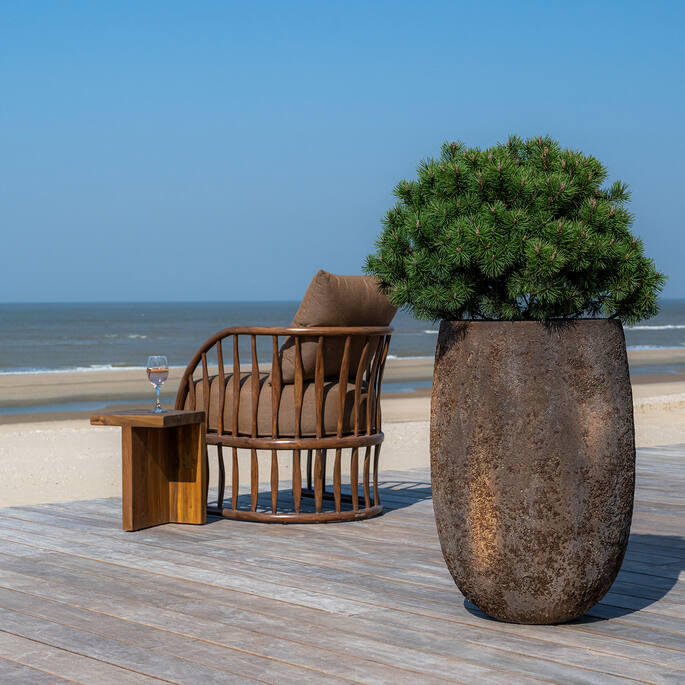 Belon L, Imperial Brown