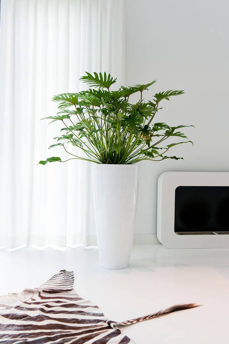 Dax L, Glossy White