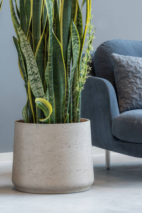 Patt XXL, Grey Washed