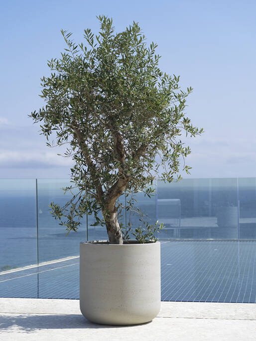 Jumbo Charlie M, Ivory Washed