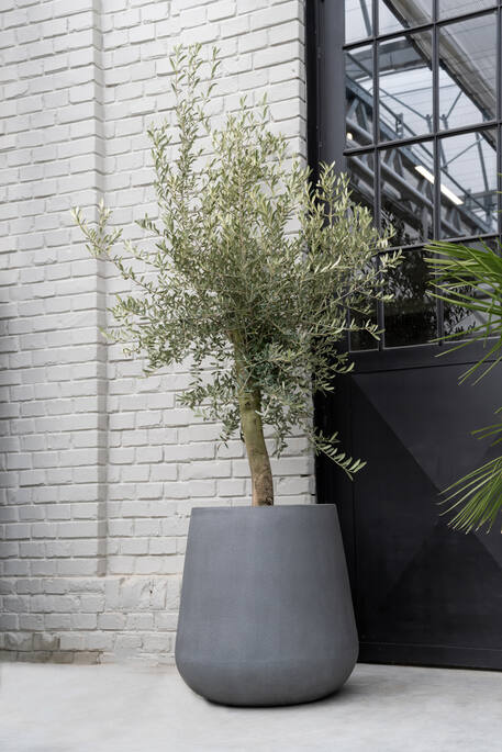 Pax XL, Grey