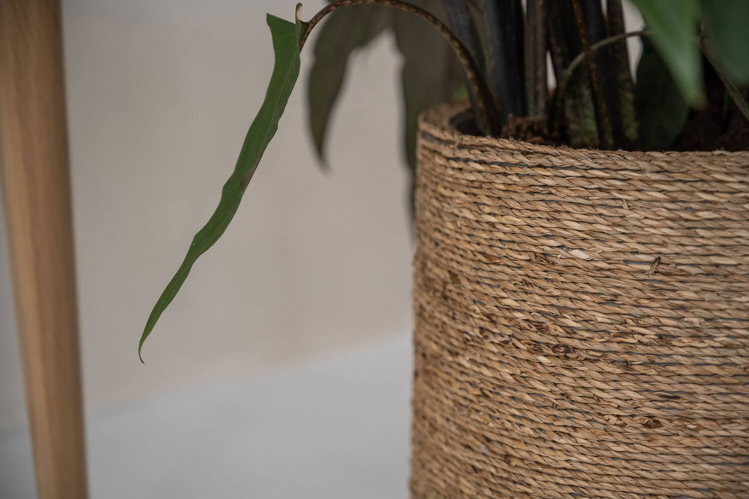 Patt M, Straw Grass