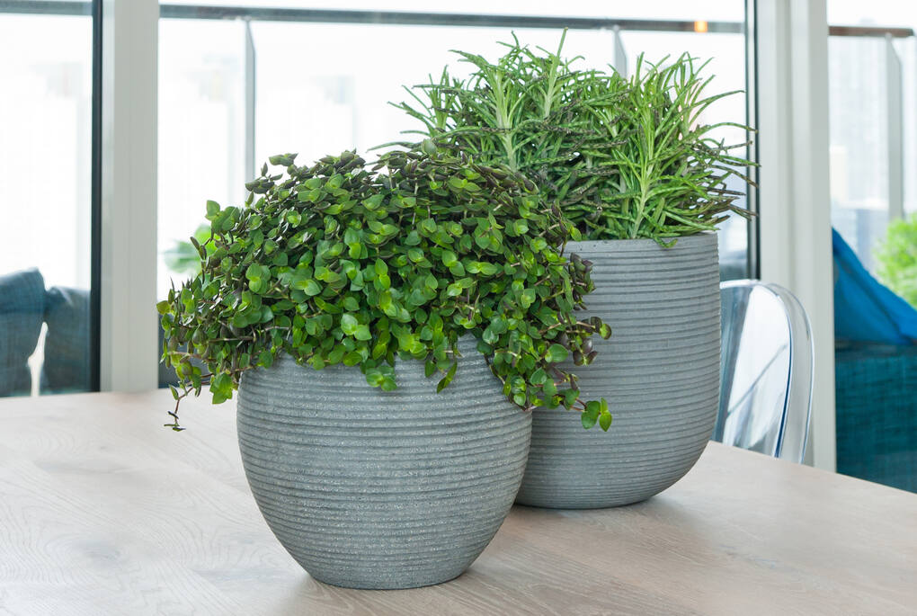 Abby L, Dark Grey (horiz. ridg.)