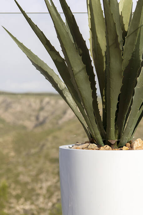 Agave L, Green