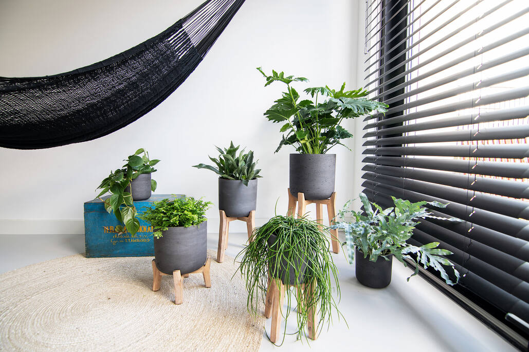 Charlie M (Feet Low), Black Washed