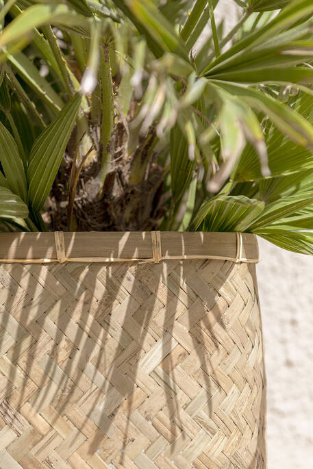 Rafi M, Bamboo