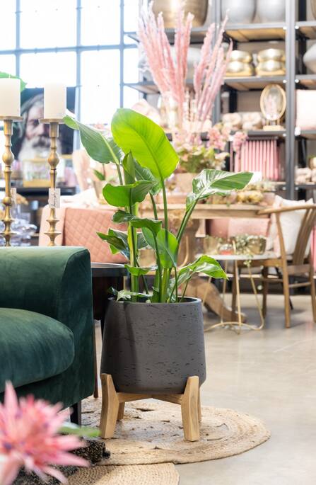 Patt XXL (Feet Low), Black Washed