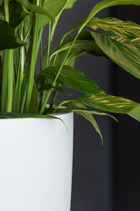Ben XL, Matte White