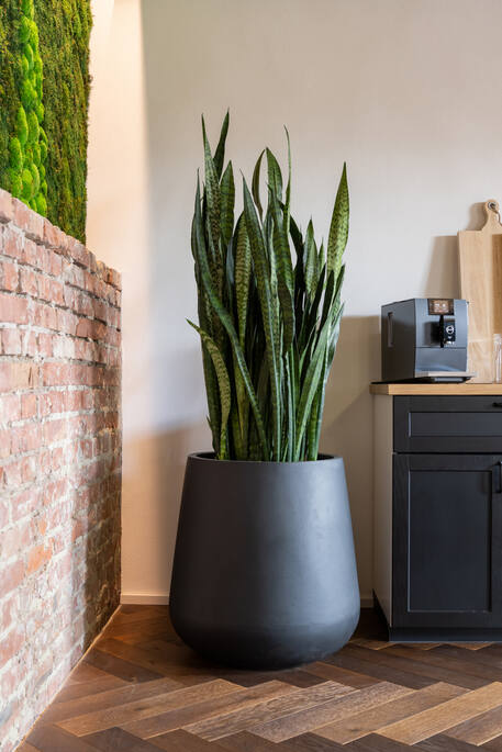 Pax XL, Black