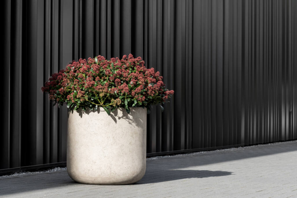 Jumbo Charlie XS, Ivory Washed