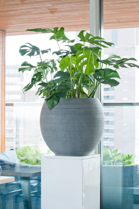 Abby L, Dark Grey (horiz. ridg.)