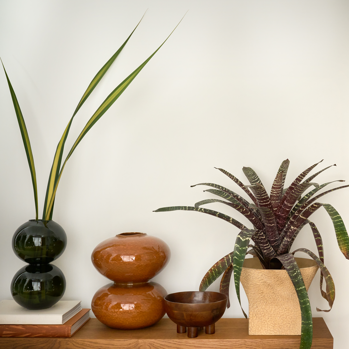 Urban Nature Culture | Vaas Yuki Banana Palm