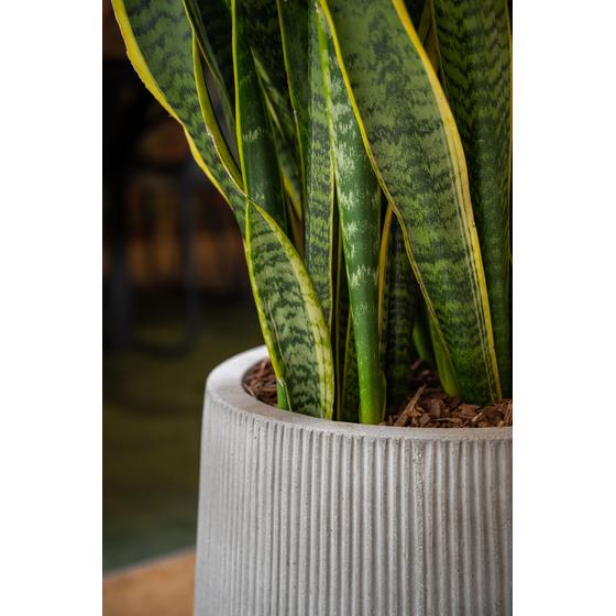 Pax L, Dark Grey (vert. ridg.)