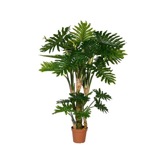 Philodendron L, Green
