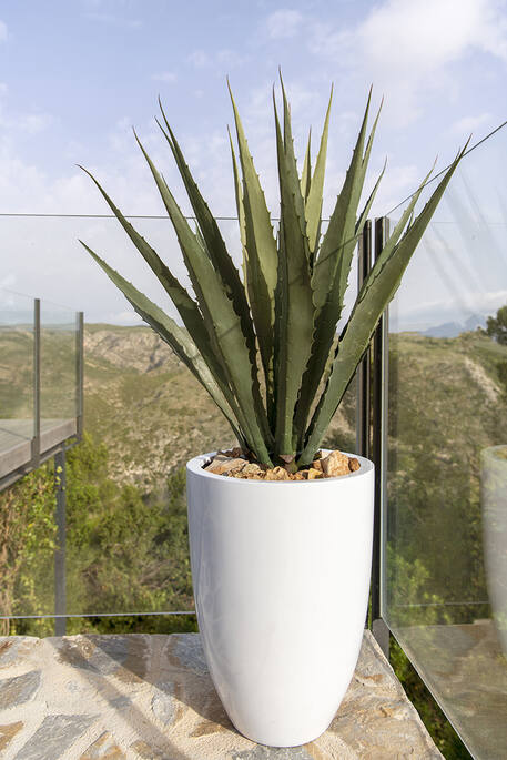 Agave L, Green