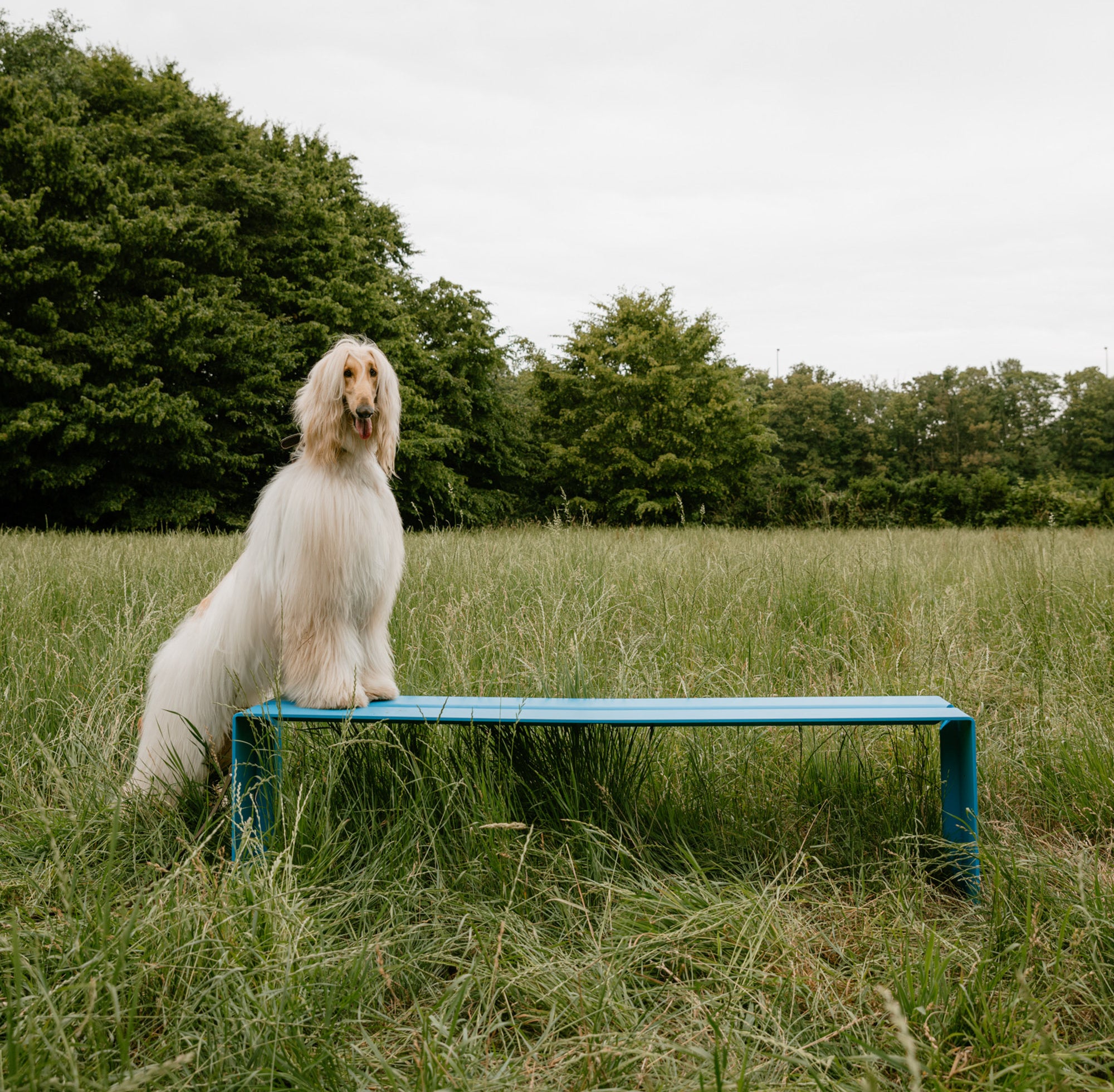 The Bench