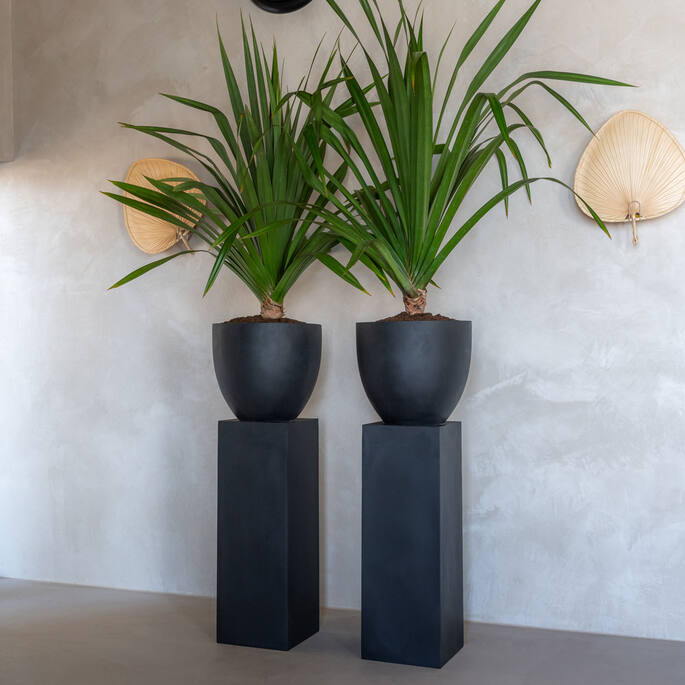 Yang, Black