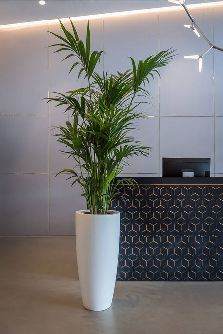 Dax XL, Matte White
