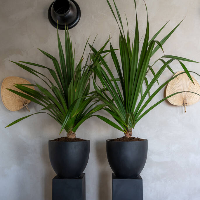 Pottery Pots - Bloempot Jesslyn S, Zwart