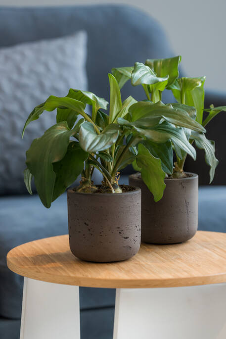 Pottery Pots - Bloempot Charlie XXXS, Zwart Washed