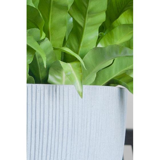Ben L, Light grey (vert. ridg.)