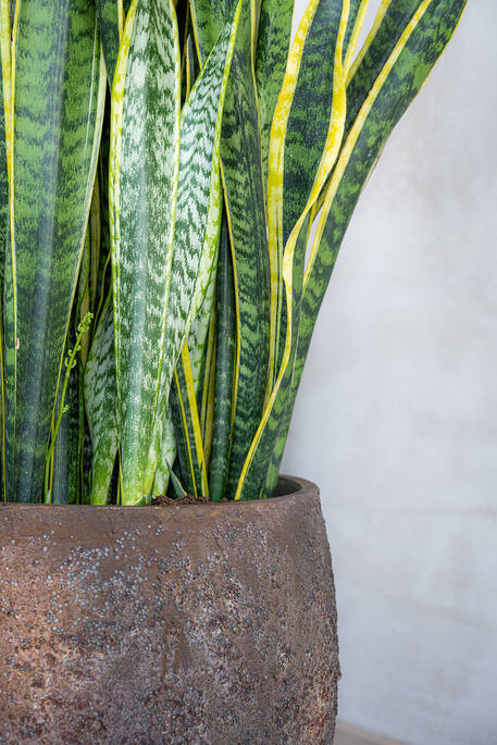 Pottery Pots - Bloempot Maraa M, Imperial Bruin