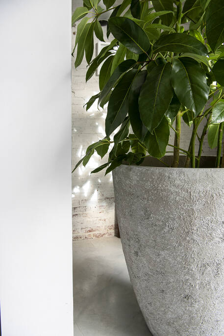 Bernd XL, Imperial White