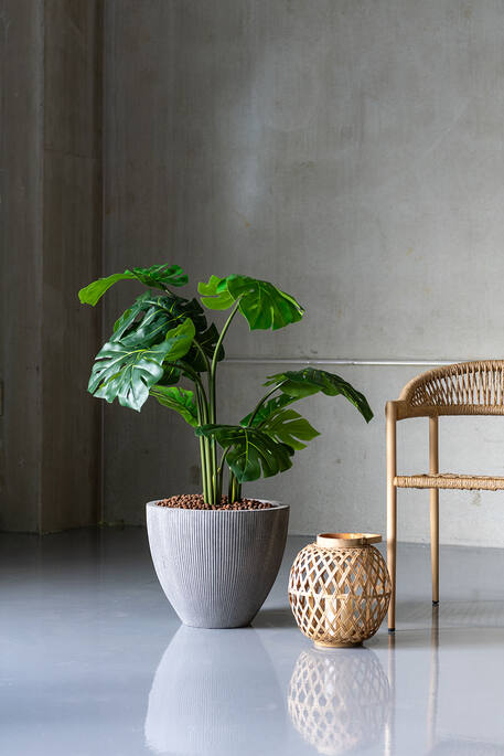 Monstera L, Green