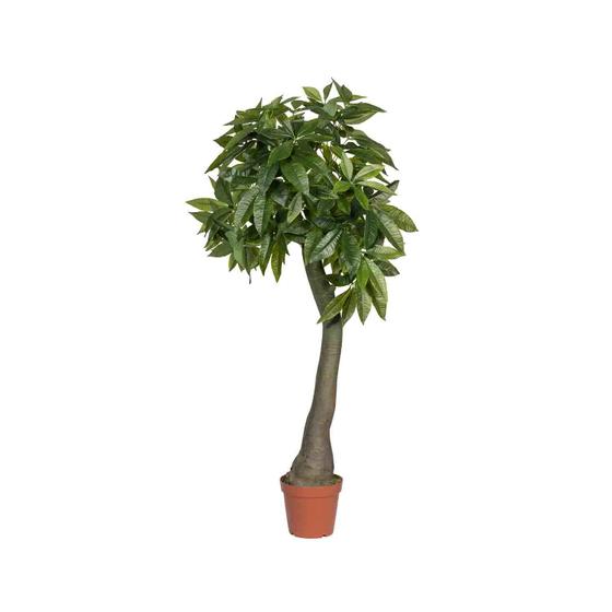 Pachira L, Green