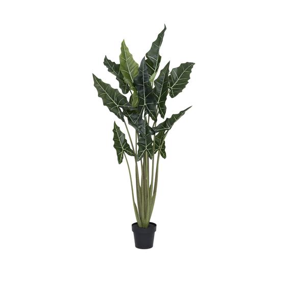 Alocasia taro L, Green