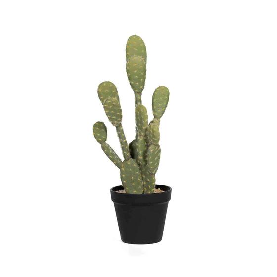 Cactus Opuntia M, Green