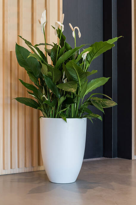 Ben XL, Matte White