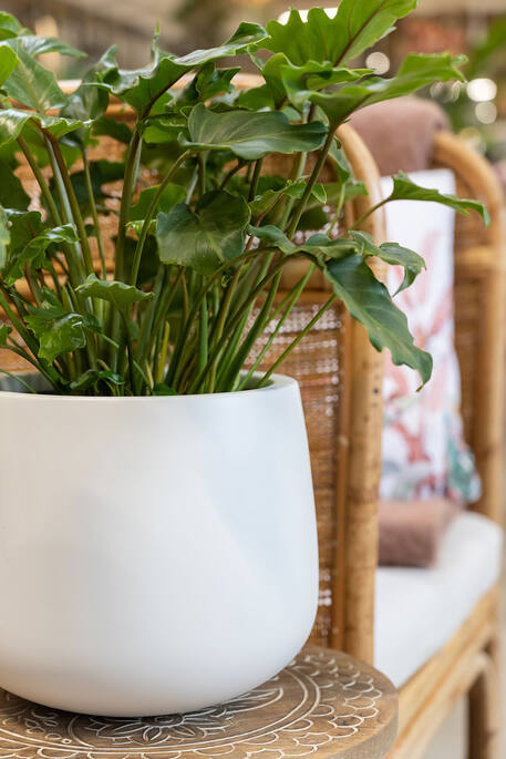 Pottery Pots - Bloempot Kevan M, Mat Wit