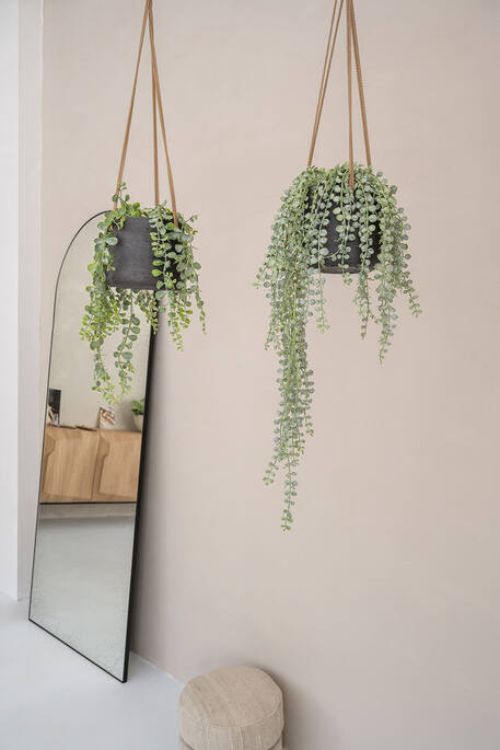 Pottery Pots - Nepplanten Senecio L, Groen