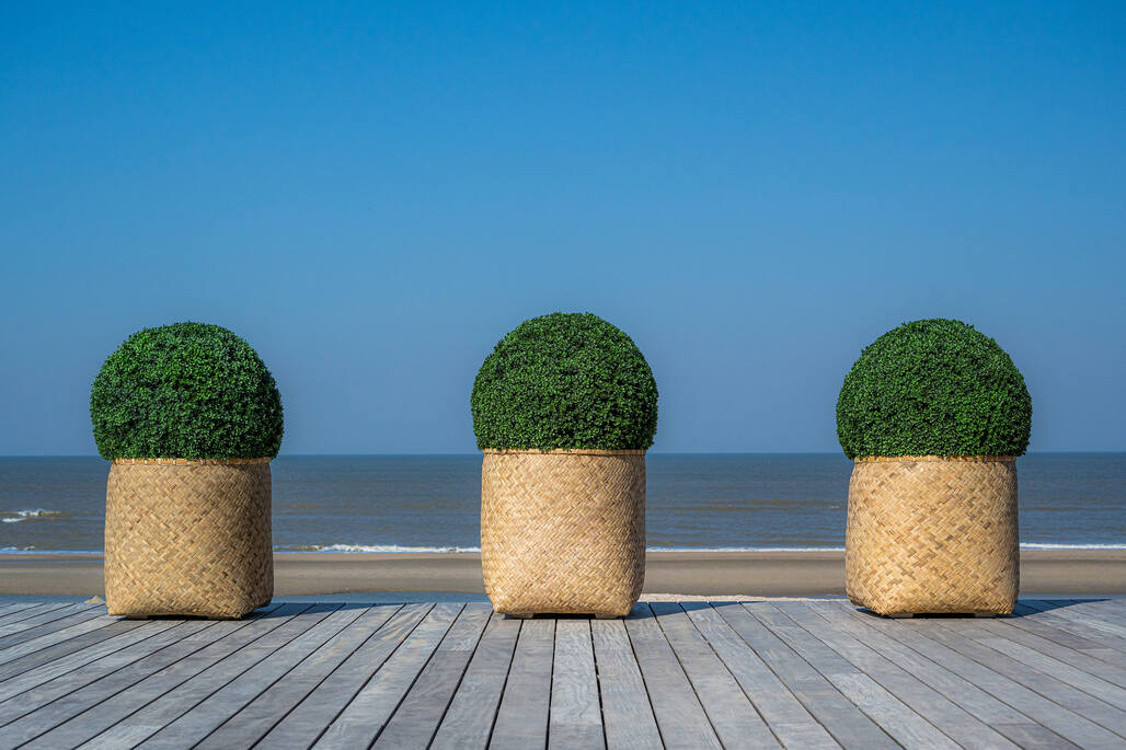Boxwood Round M, Green, Green