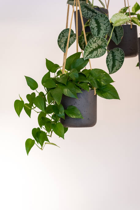 Pottery Pots - Bloempot Charlie XS (hanging) Black Washed, Zwart Washed