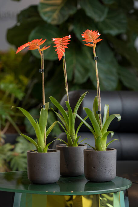 Pottery Pots - Bloempot Charlie M, Zwart Washed