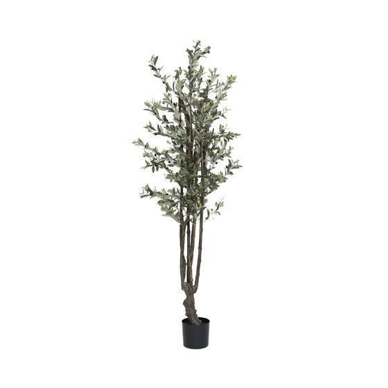 Pottery Pots - Nepplanten Olive Tree L, Groen