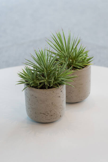 Charlie XXS, Grey Washed