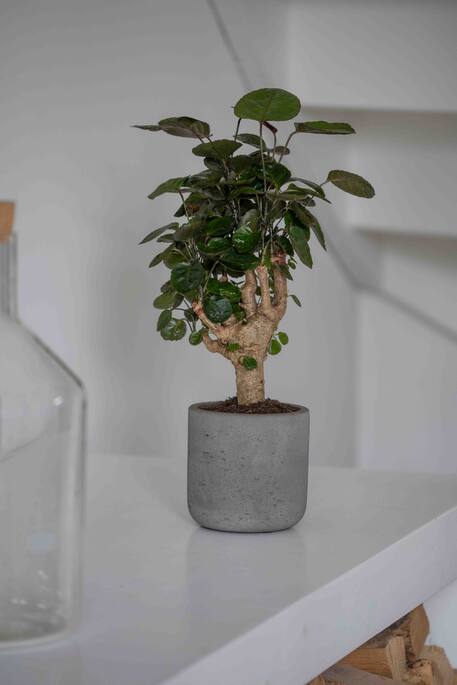 Pottery Pots - Bloempot Charlie S, Mokka Washed