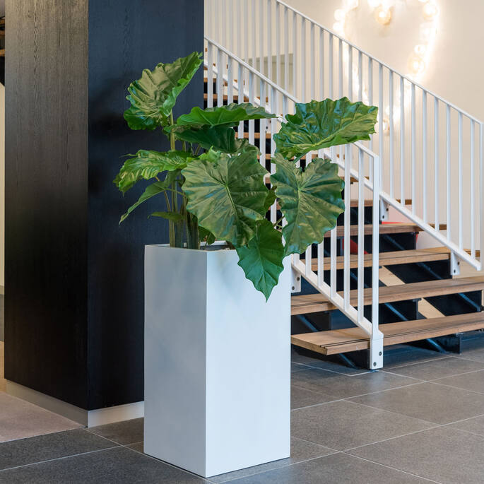 Bouvy L, Matte White