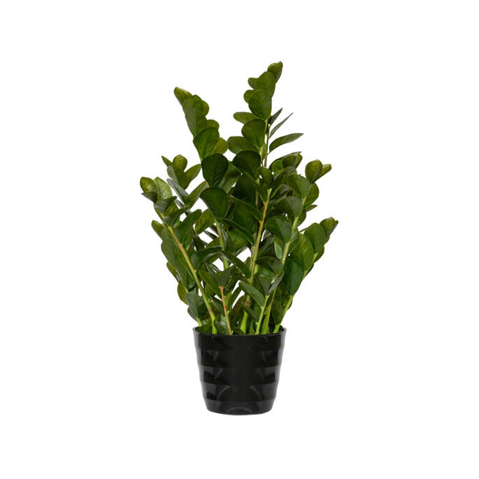 Pottery Pots - Nepplanten Zamioculcas M, Groen