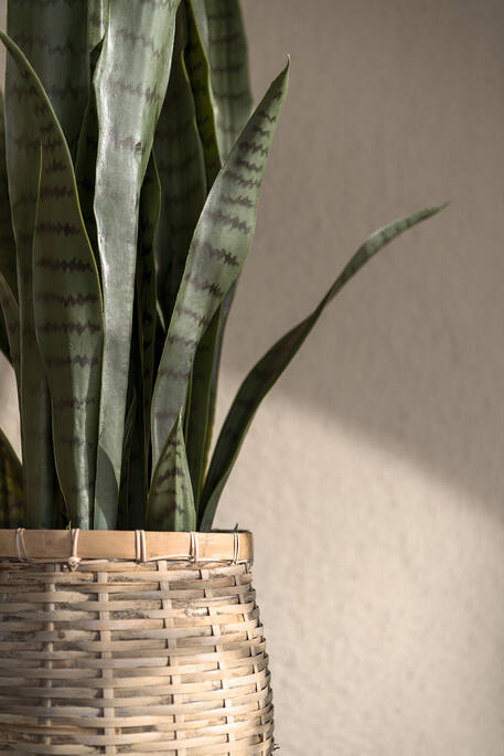 Pottery Pots - Nepplanten Sansevieria M, Groen