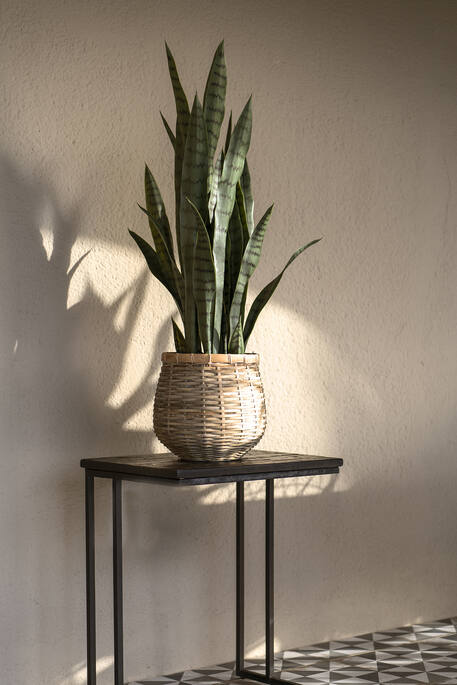 Pottery Pots - Nepplanten Sansevieria M, Groen