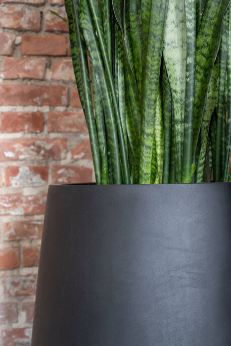 Pax M, Black