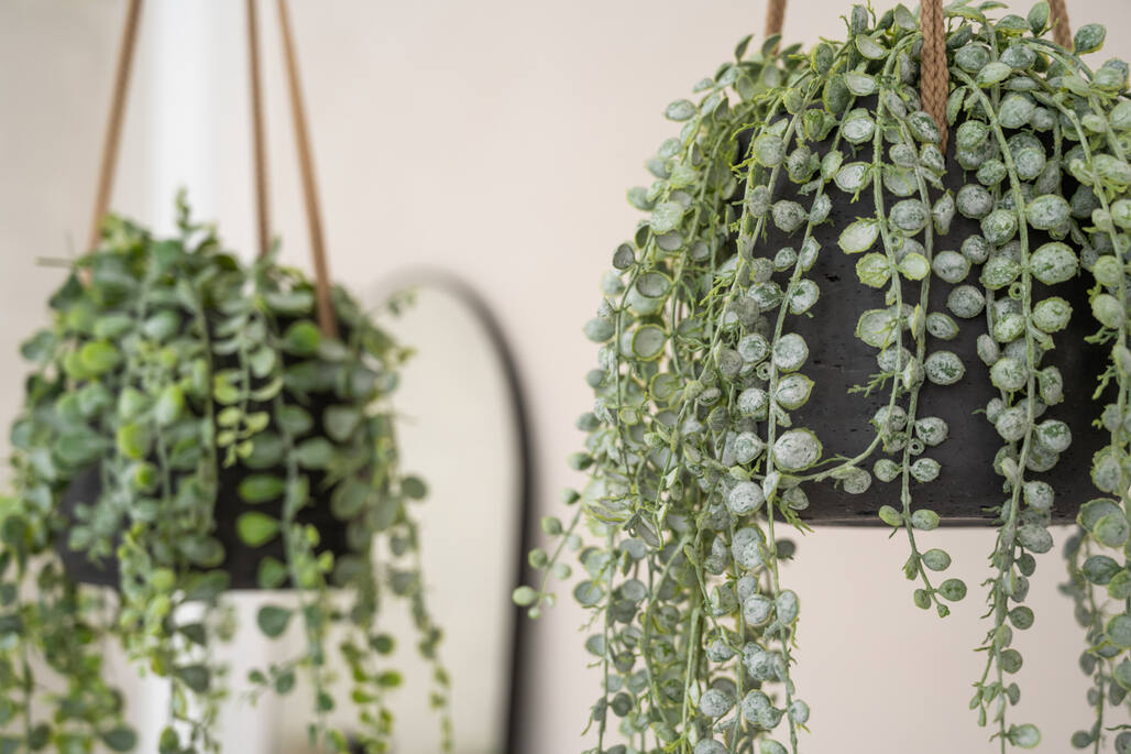 Pottery Pots - Bloempot Patt L (hanging) Black Washed, Zwart Washed