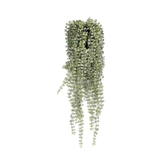 Senecio M, Green