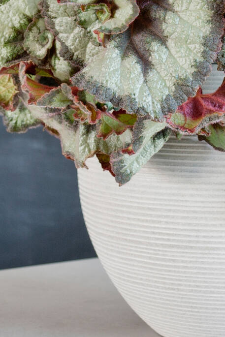 Abby M, Light Grey (horiz. ridg.)