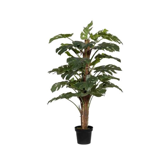 Monstera Pertusum L, Green